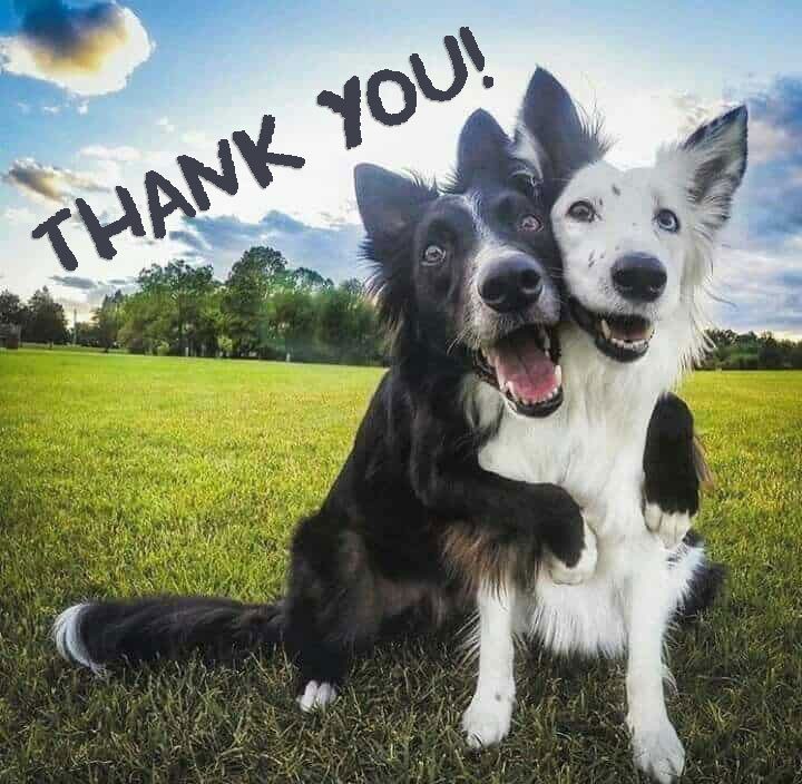 Two dogs hugging with "thank you!" text